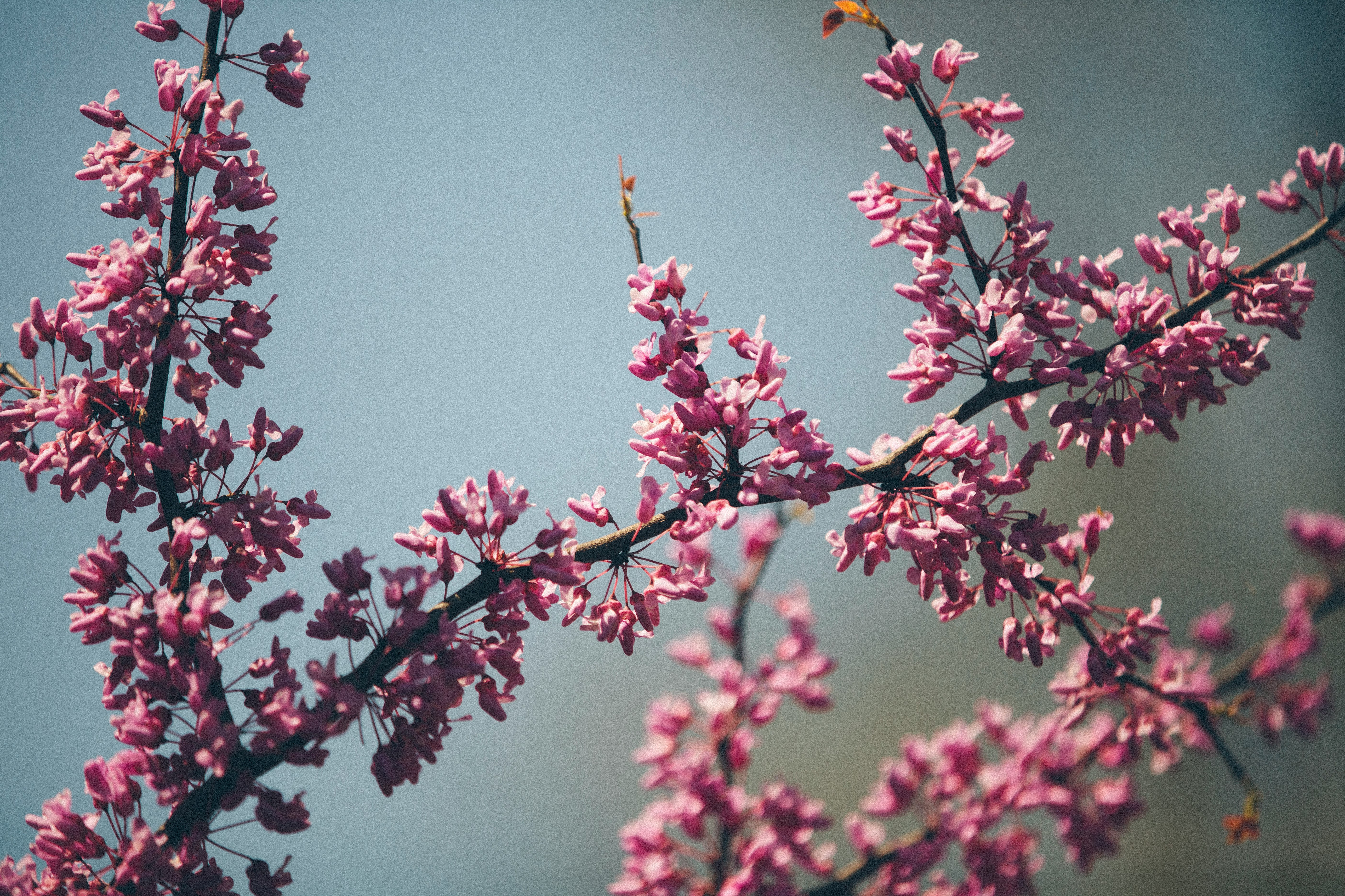 purple petal flowers